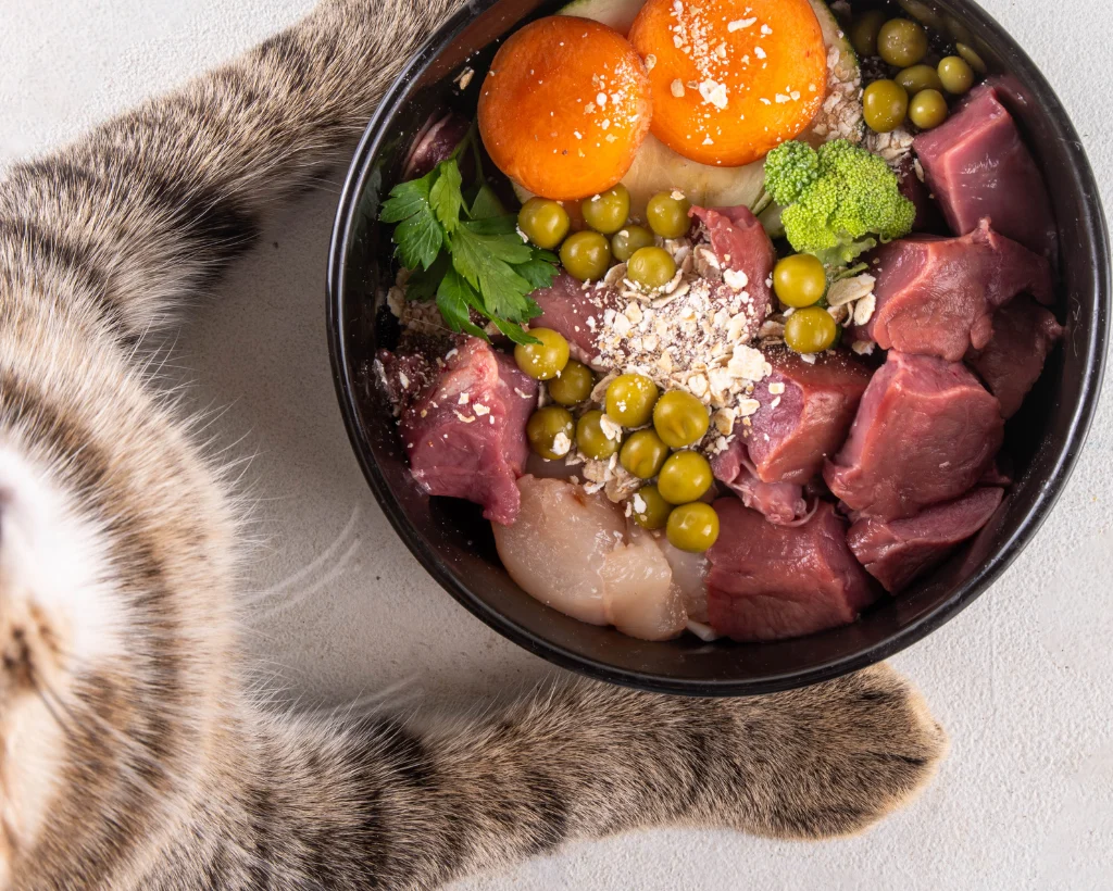 Alimentation naturelle chat à Marrakech : Recettes & conseils vétérinaire