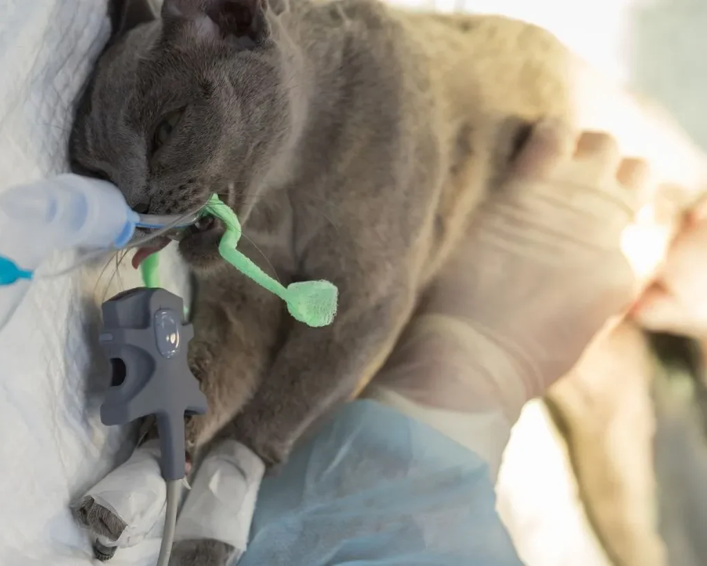 Stérilisation chat à Marrakech : Différences entre stérilisation et castration