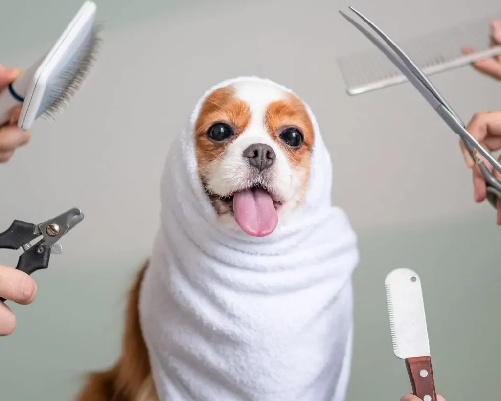5 avantages du toilettage canin professionnel pour la santé de votre chien à Marrakech