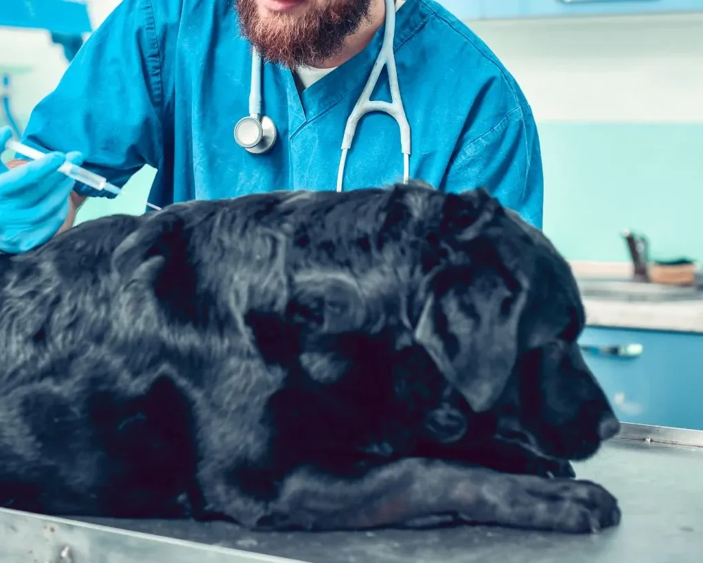 Vaccins chien à Marrakech : vaccins essentiels vs vaccins recommandés