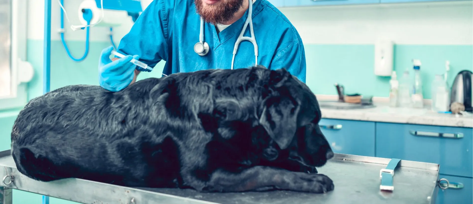 vaccination chien chez le vétérinaire à Marrakech
